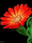 pic for Makro Red Flower